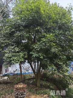 30公分醉香含笑