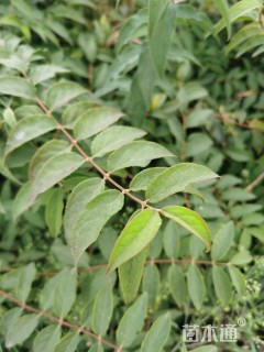 高度30厘米溲疏