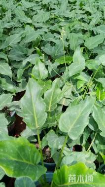 高度30厘米仙羽蔓绿绒