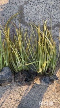 高度25厘米金叶石菖蒲