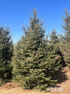 高度500厘米云杉