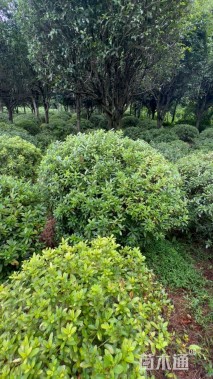 冠幅180厘米毛鹃球