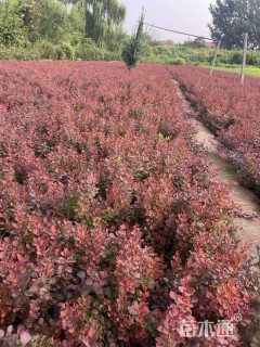 高度40厘米紫叶小檗