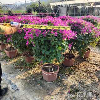 高度80厘米三角梅