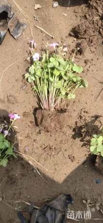 高度14厘米红花酢浆草