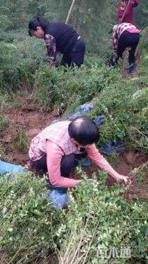 高度50厘米小叶女贞