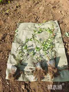 60厘米小叶扶芳藤