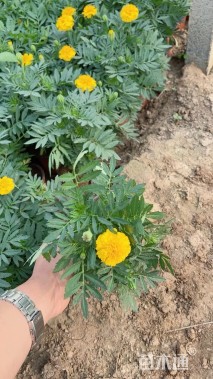 高度25厘米孔雀草