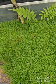 高度5厘米翠云草