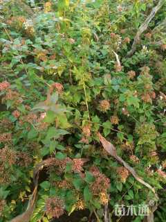 高度100厘米糯米条