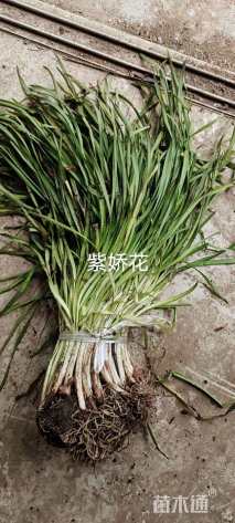 高度25厘米大吴凤草