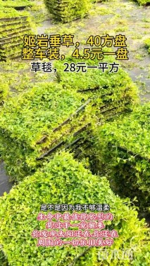 高度10厘米姬言垂草