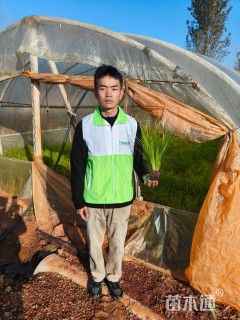 高度20厘米金叶石菖蒲