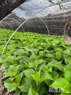 高度25厘米八仙花