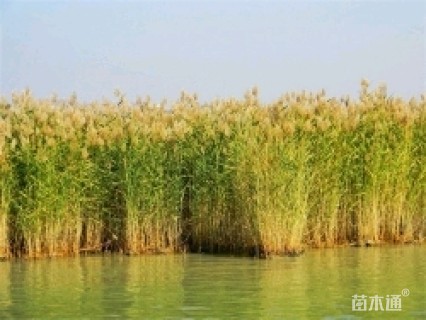 高度30厘米芦苇