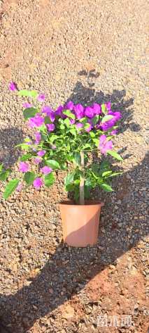 高度50厘米三角梅