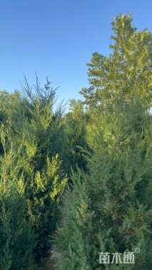 高度300厘米蜀桧