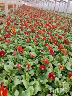 高度10厘米三色堇