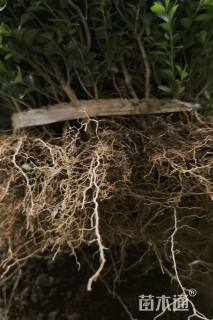 高度40厘米瓜子黄杨