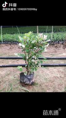 高度25厘米雪花木