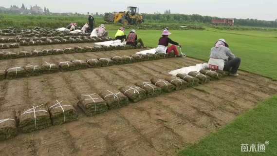 草卷状马尼拉草