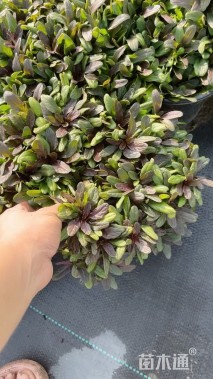 高度20厘米筋骨草