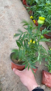 高度20厘米万寿菊