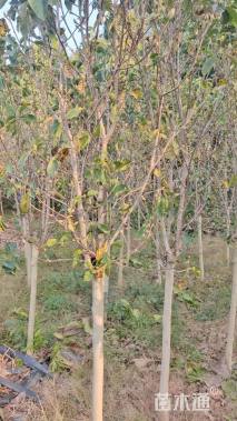 高度320厘米郁金香玉兰