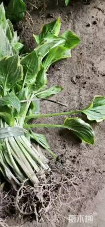 高度25厘米金边玉簪