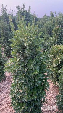 高度120厘米大叶黄杨柱