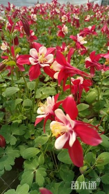 漏斗菜