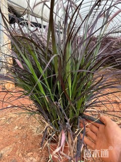 高度30厘米狼尾草