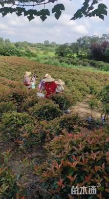 冠幅100厘米红叶石楠球