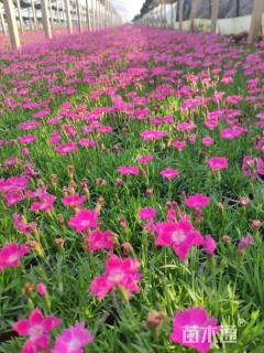 高度15厘米欧石竹