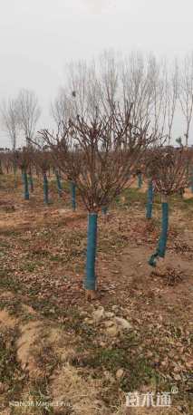 高度200厘米月季