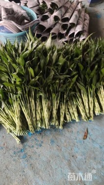 高度80厘米百合竹