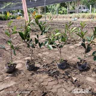 高度43厘米红叶石楠小苗