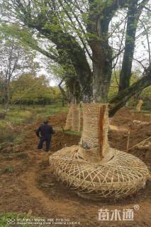 高度500厘米柘树