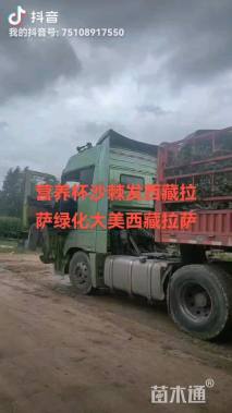 高度80.厘米沙棘