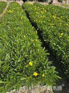 高度40厘米黄金菊