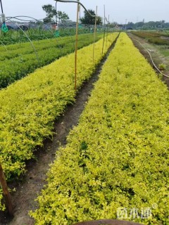 大杯苗亮晶女贞小苗