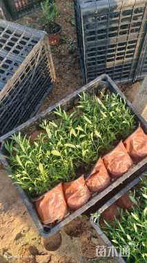 高度20厘米翠菊