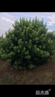 30公分丛生杨梅