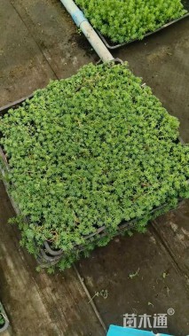 高度10厘米中华景天