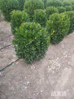 冠幅80厘米大叶黄杨球