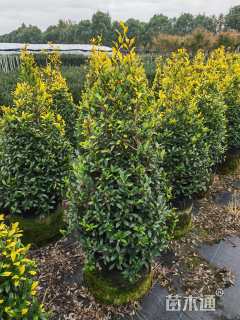 高度100厘米黄金枸骨