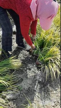 高度30厘米金叶石菖蒲