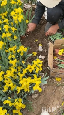 高度20厘米德国鸢尾