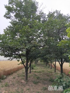 20公分柿树
