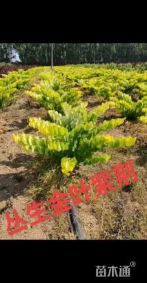 高度150厘米紫荆